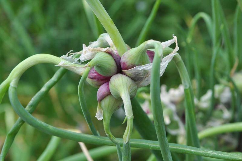Egyptian Walking Onions