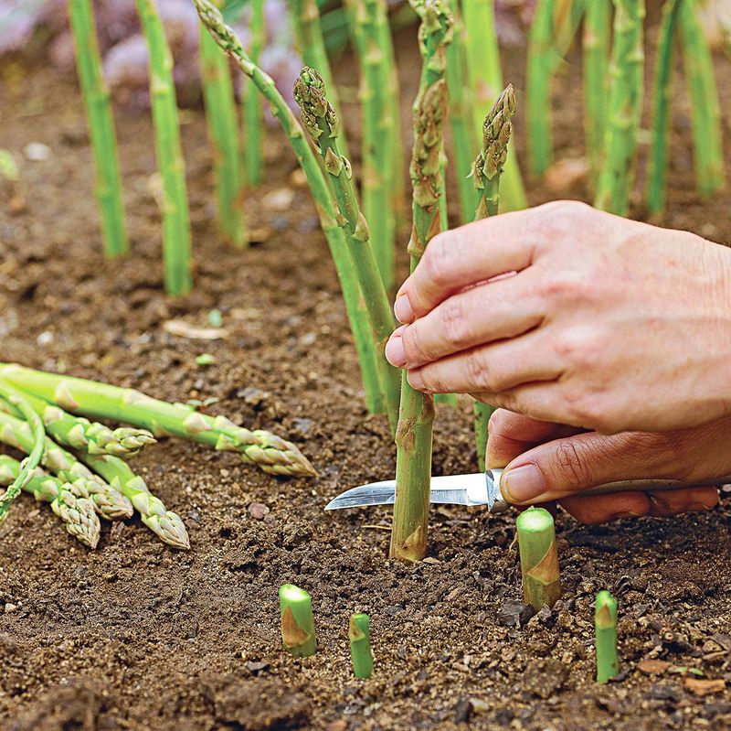 Grows Easily In Home Gardens