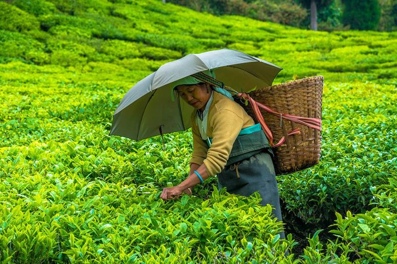 Tea Leaves