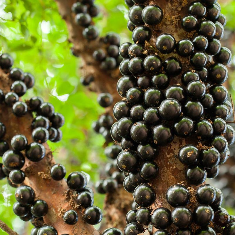 Jabuticaba (Plinia cauliflora)