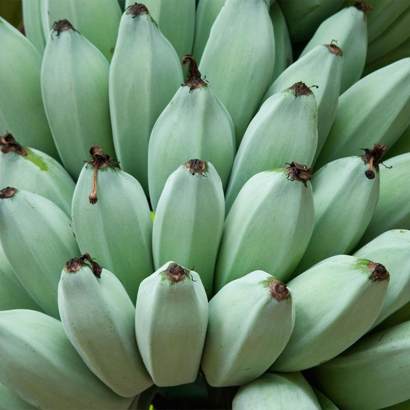 Ice Cream Banana (Blue Java)