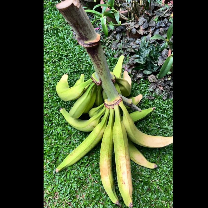 Rhino Horn Banana