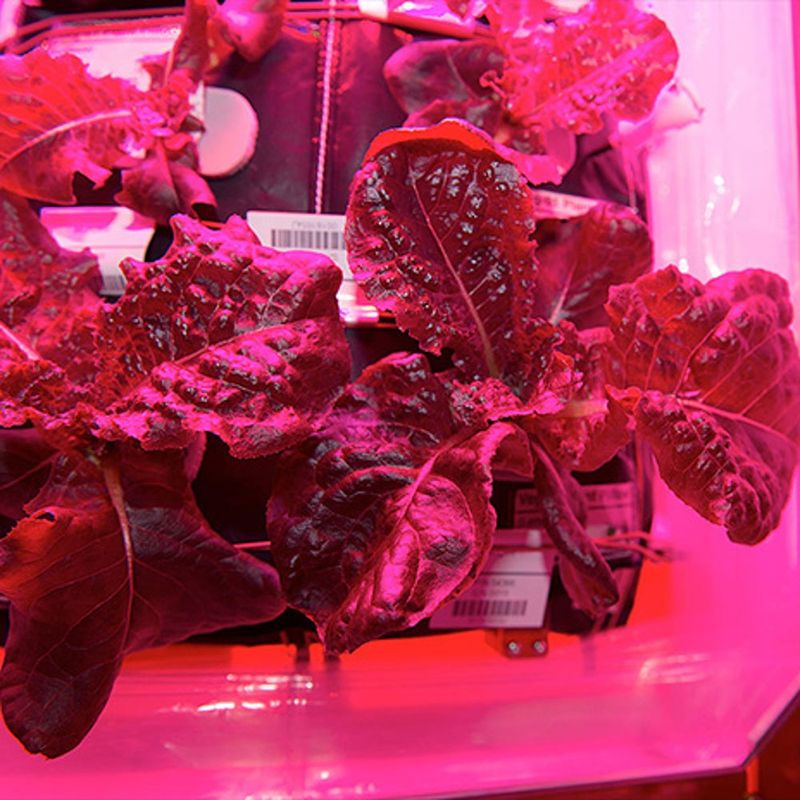 Space-Grown Lettuce
