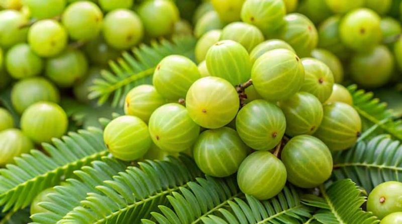POWER PICK: Amla Berry Concentrate
