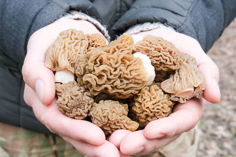 Oregon's Mushroom Foraging Expedition
