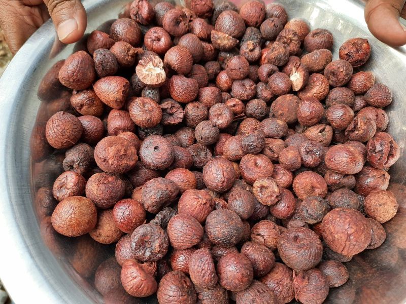 Areca Nuts