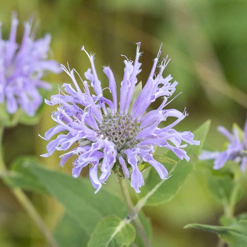 Wild Basil