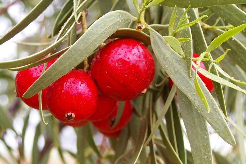 Quandong Nuts