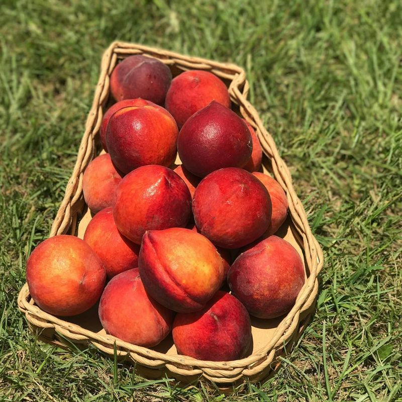 Peaches