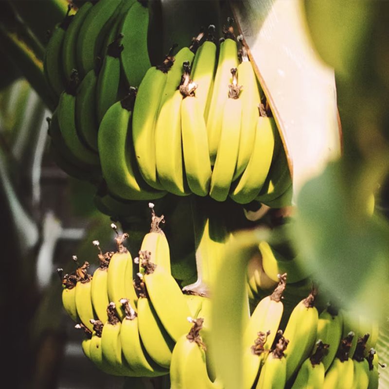 Mysore Banana