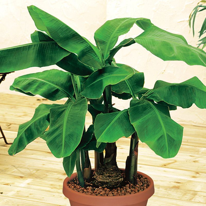 Dwarf Cavendish Banana