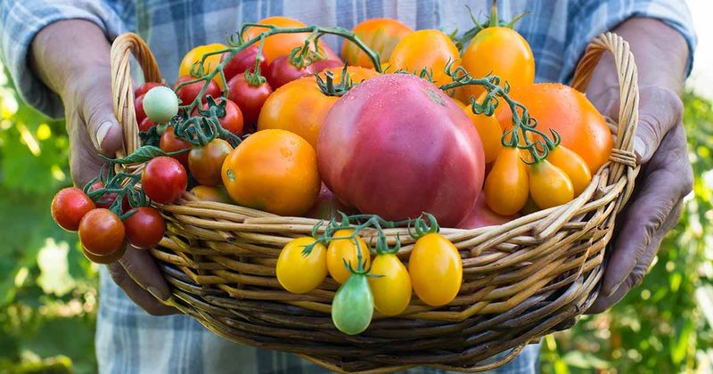 Heirloom Tomatoes