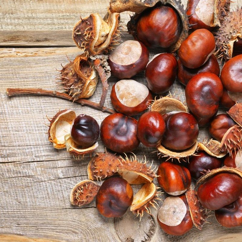 Horse Chestnuts