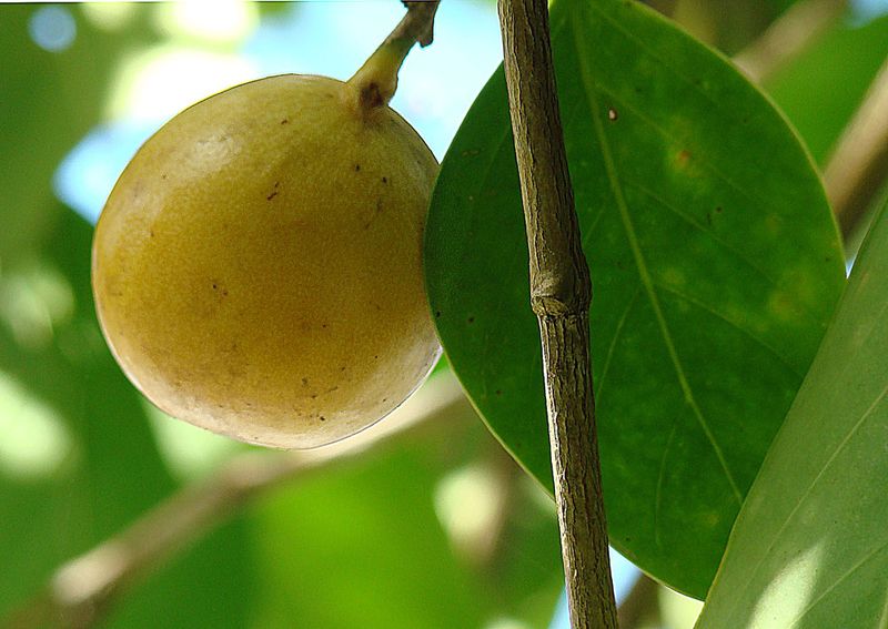 Manchineel Tree Nuts