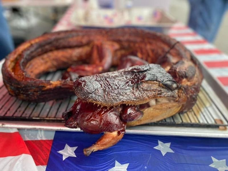 Alligator
