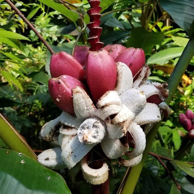 Pink Banana (Musa velutina)