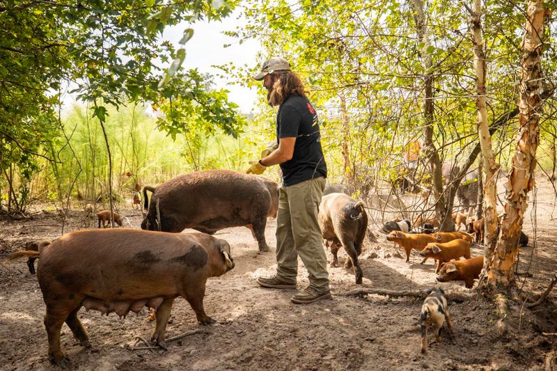 South Carolina – Holy City Hogs