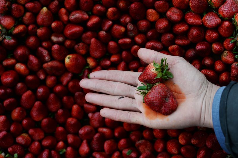 Unwashed Berries: Pesticide Packages