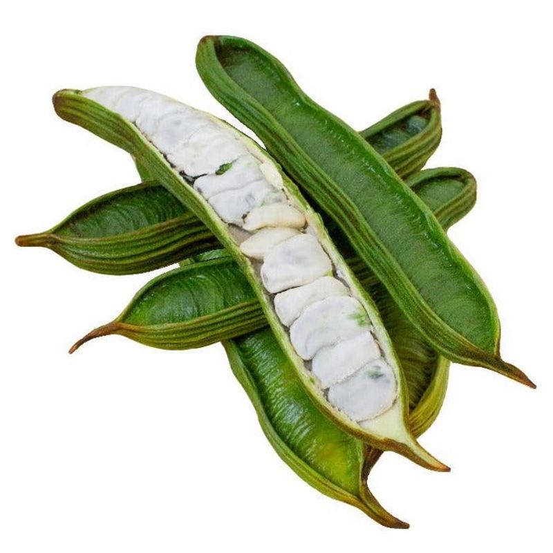 Ice Cream Bean (Inga edulis)