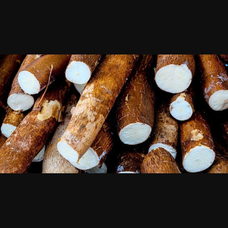 Cassava: The Cyanide Carrier