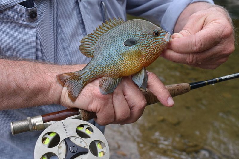 Pumpkinseed Sunfish