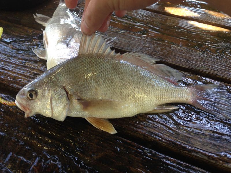 Freshwater Drum
