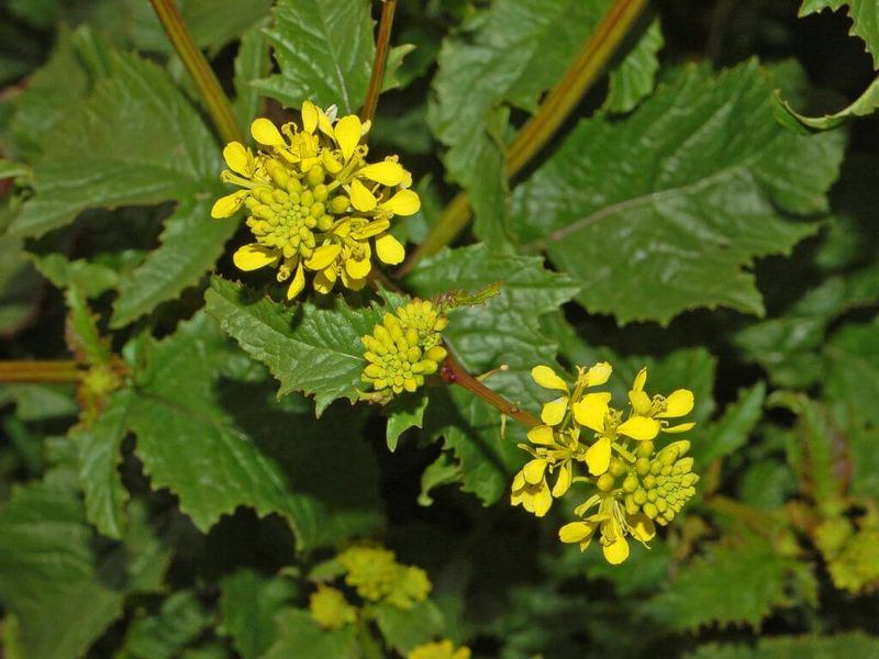 Wild Mustard