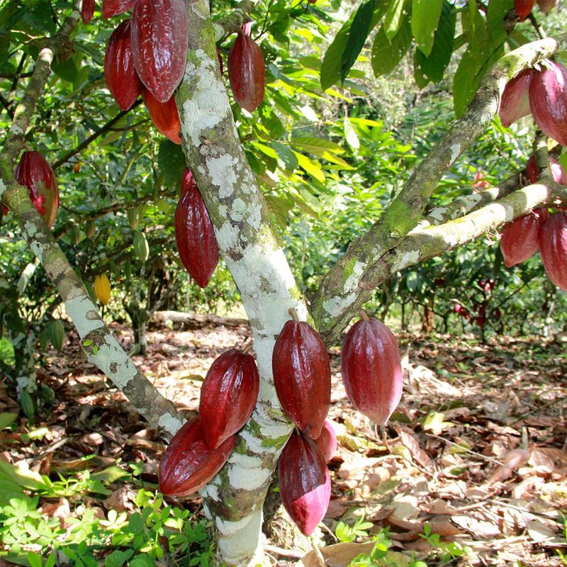 Cacao Trees Can Only Grow Near The Equator
