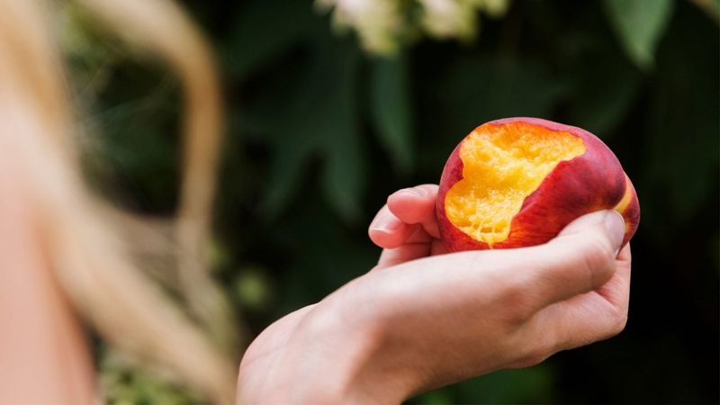 Sweet Nectarines