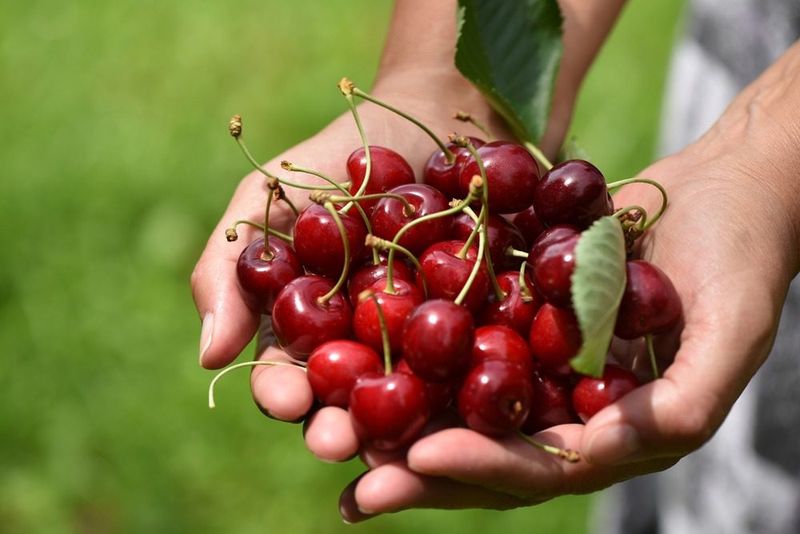 Michigan's Cherry Orchard Champagne Brunch