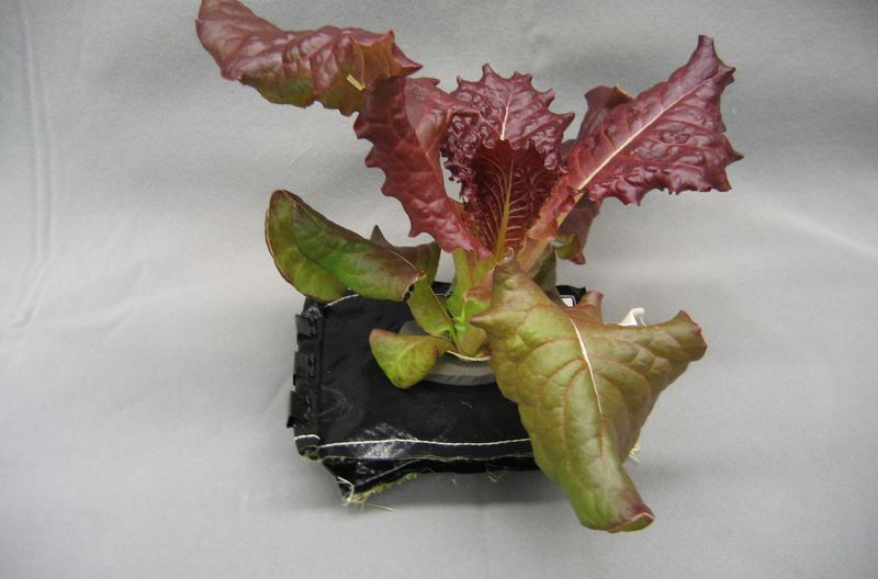 Space-Ready Vegetables