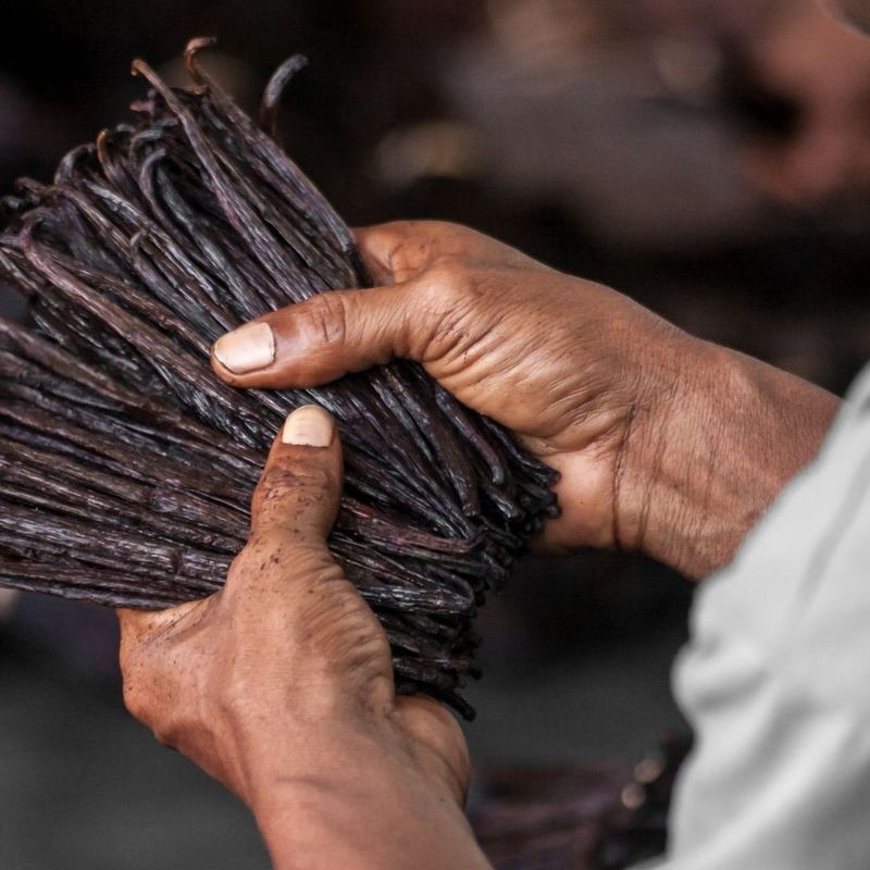 Vanilla Flavoring Comes From Beaver Secretions