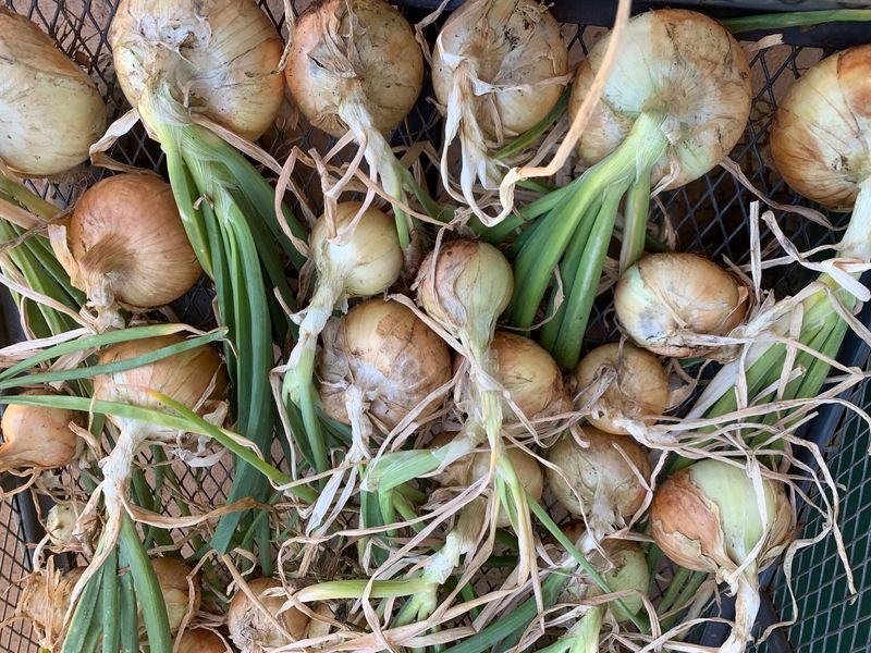 Maui Onions