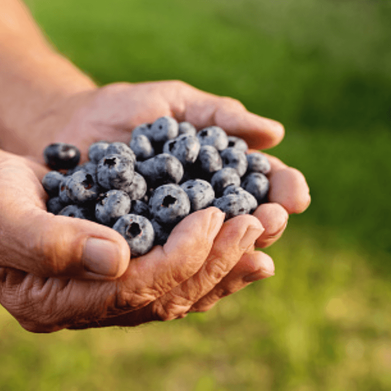 Berries: Tiny Fruits With Mighty Powers