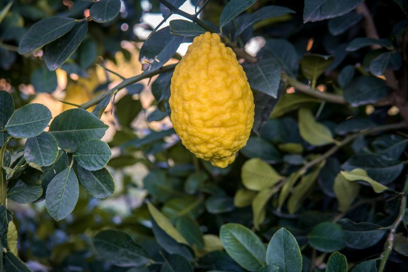 Citron