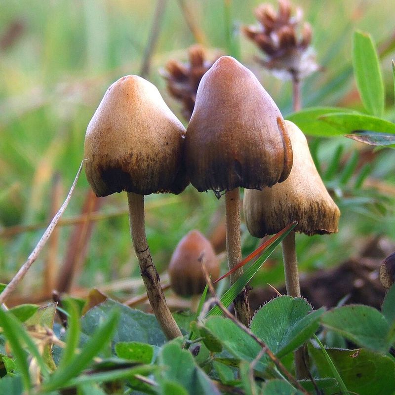 Mushrooms Are More Closely Related To Humans Than Plants