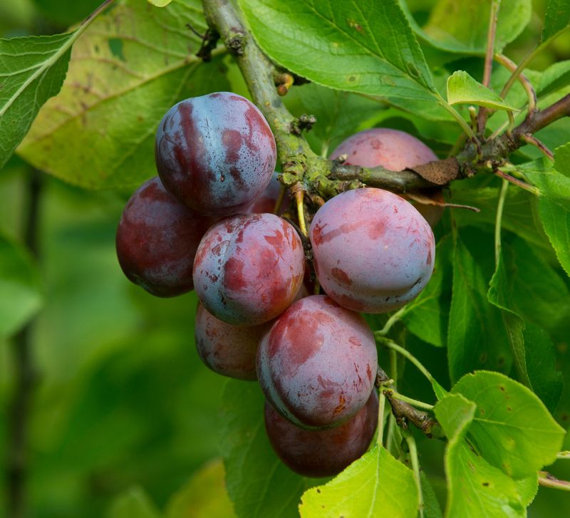 Rich Black Plums