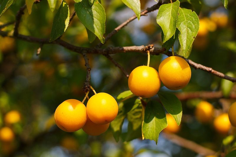 Petite Mirabelle Plums