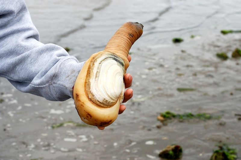 Washington: Geoduck