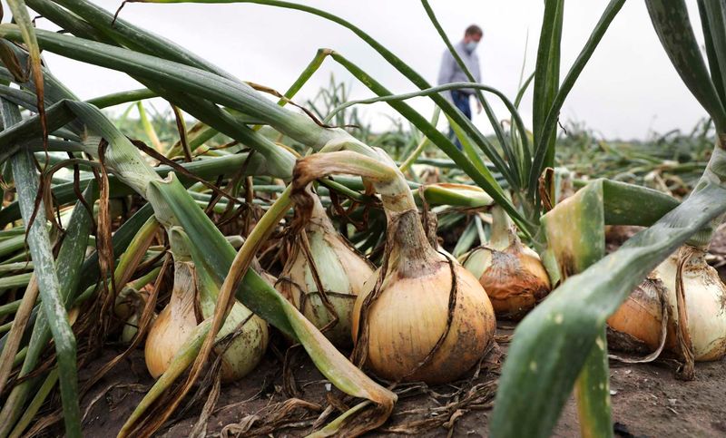 Texas 1015 Onions