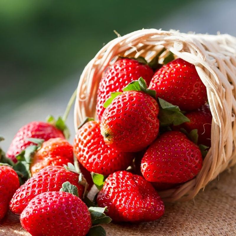 Strawberry Splash