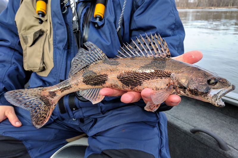 Sauger