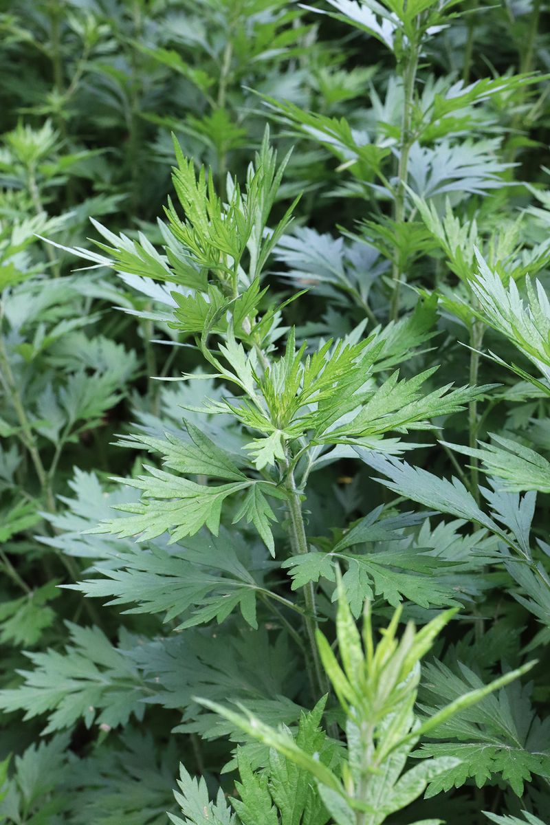 Mugwort