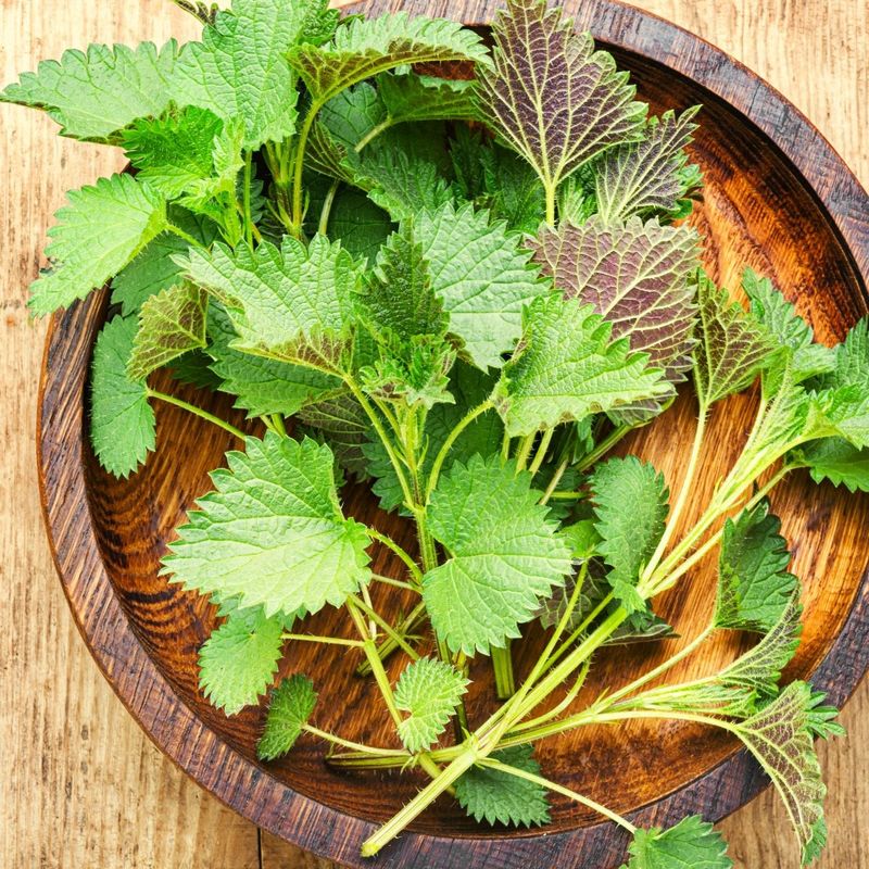 Stinging Nettle