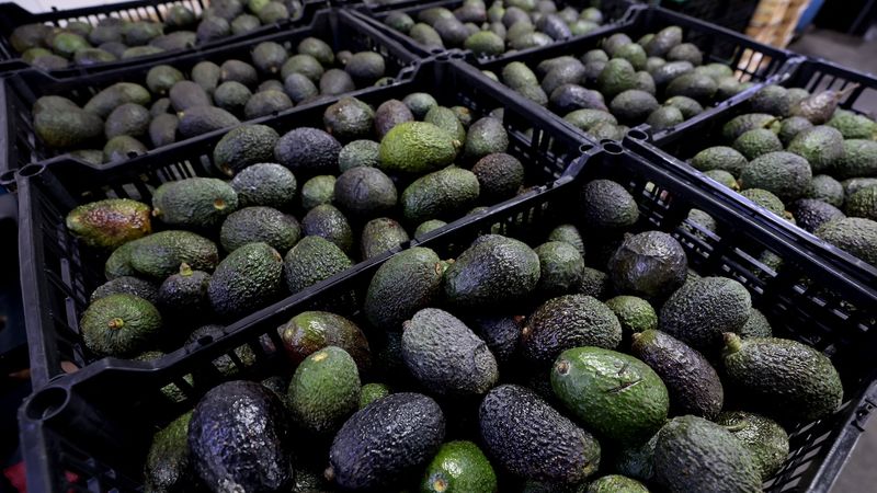 Avocado Apocalypse