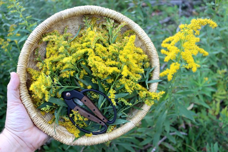 Goldenrod