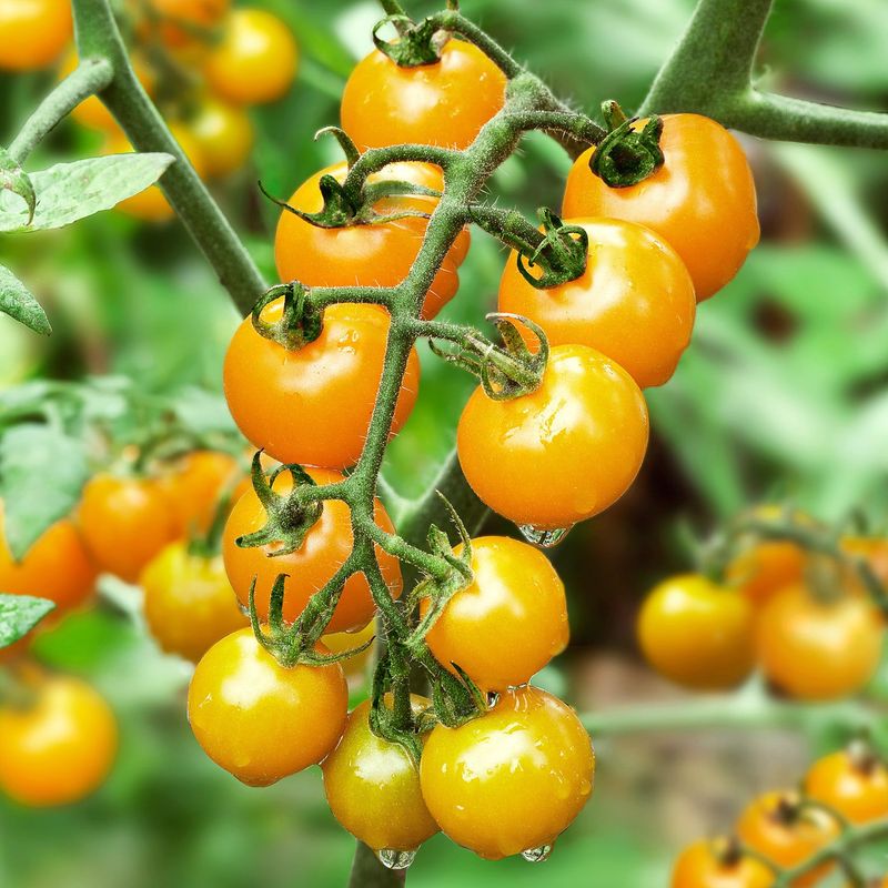 Yellow Tomatoes: Nightshade Superstars