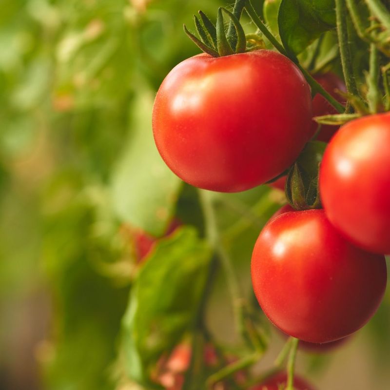 Tomatoes: Juicy Red Cancer Fighters