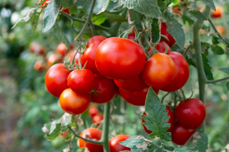 Tomatoes