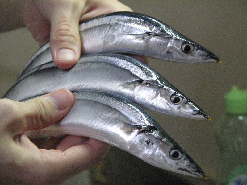 Buy: Pacific Saury